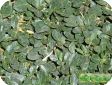 Alternanthera
