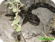 Elaphe flavirufa