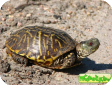 Terrapene ornata (Украшенная коробчатая) 