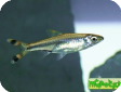Rasbora trilineata
