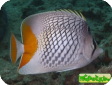 Chaetodon xanthurus 