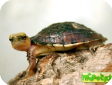 Cuora mccordi  
