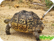 Geochelone pardalis