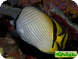 Chaetodon vagabundus 