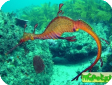 Phyllopteryx taeniolatus 