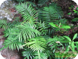 Blechnum