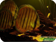 Symphysodon aequifasciatus