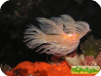 Protula sp. 