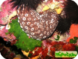 Holothuria sp.
