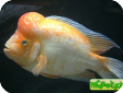 Amphilophus citrinellus