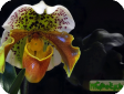 Paphiopedilum