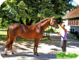 Тракененская (Trakehner)