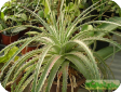 Hechtia