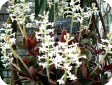 Ludisia