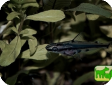 Hyalobagrus ornatus (Pelteobagrus ornatus)