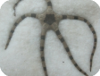 Ophiolepis sp.