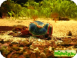 Pseudocolochirus tricolor (Paracucumaria tricolor)