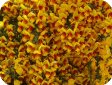 Cytisus