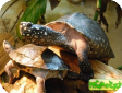 Geoclemys hamiltonii