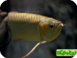 Scleropages formosus