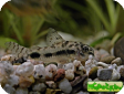 Corydoras habrosus