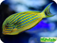 Acanthurus lineatus 