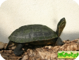 Mauremys annamensis (Вьетнамская листовая) 