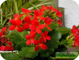 Kalanchoe Adans.