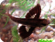Pantodon buchholzi