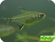 Hyphessobrycon pulchripinnis