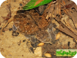 Dogania subplana 