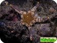 Iconaster longimanus 