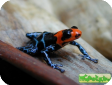 Ranitomeya benedicta