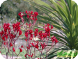 Anigozanthos flavidus
