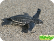 Dermochelys coriacea