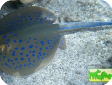 Dasyatis kuhlii (Neotrygon kuhlii) 