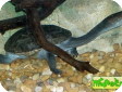 Chelodina parkeri