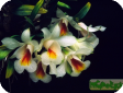 Dendrobium