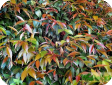 Syzygium paniculatum