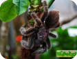 Grammostola gala