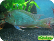 Geophagus surinamensis