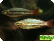 Melanotaenia australis