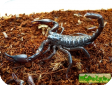 Heterometrus longimanus