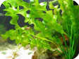 Aponogeton ulvaceus