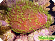 Fungia sp. 