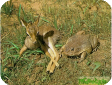 Pyxicephalus adspersus