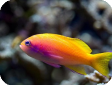 Pseudanthias bimaculatus 