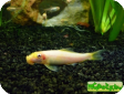 Gyrinocheilus aymonieri