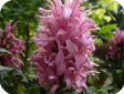 Jacobinia Nees