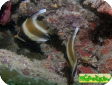 Heniochus chrysostomus 